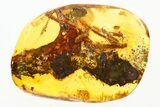 Oxidized Fossil Twig Vestiges In Baltic Amber #278598-1